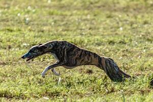 Whippet sprinter dog running and chasing on the field photo