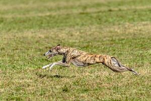 Whippet sprinter dog running and chasing on the field photo