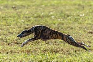Whippet sprinter dog running and chasing on the field photo