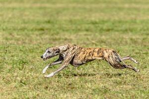 Whippet sprinter dog running and chasing on the field photo