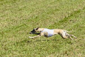 Whippet dog running in white jacket on coursing field photo
