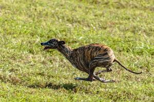 Whippet sprinter dog running and chasing on the field photo