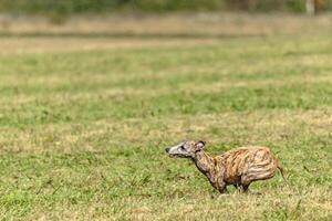 Whippet sprinter dog running and chasing on the field photo