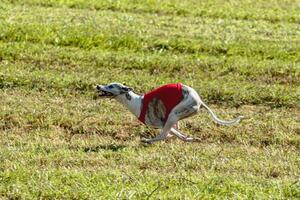 Whippet dog running in a red jacket on coursing field photo