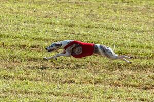 Whippet dog running in a red jacket on coursing field photo