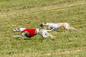 Whippet dogs running in a red and white jacket on coursing field photo