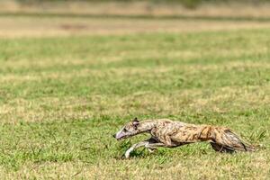 Whippet sprinter dog running and chasing on the field photo