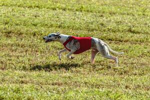 Whippet dog running in a red jacket on coursing field photo