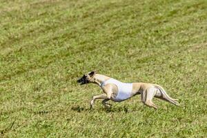 Whippet dog running in white jacket on coursing field photo