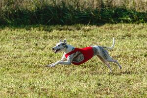 Whippet dog running in a red jacket on coursing field photo