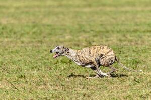 Whippet sprinter dog running and chasing on the field photo