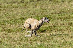 Whippet sprinter dog running and chasing on the field photo
