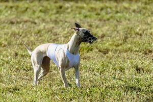 Whippet dog running in white jacket on coursing field photo