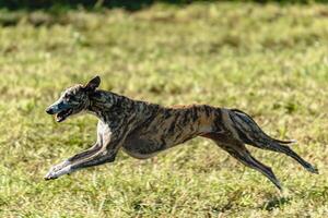 Whippet sprinter dog running and chasing on the field photo