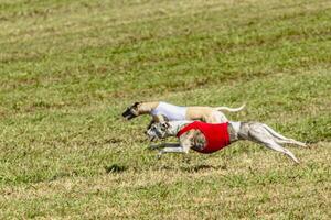 Whippet dogs running in a red and white jacket on coursing field photo