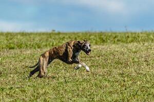 Whippet sprinter dog running and chasing on the field photo