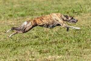 Whippet sprinter dog running and chasing on the field photo