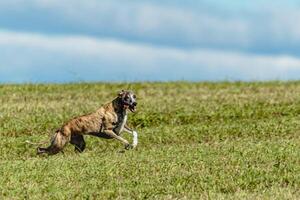 Whippet sprinter dog running and chasing on the field photo