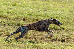Whippet sprinter dog running and chasing on the field photo