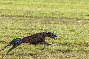 Whippet sprinter dog running and chasing on the field photo