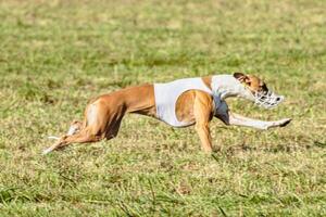 Whippet dog running in white jacket on coursing field photo