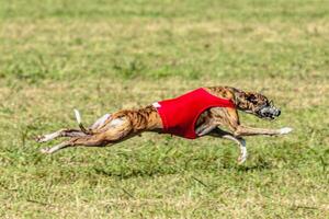 Whippet dog running in a red jacket on coursing field photo