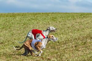 Whippet dogs running in a red and white jacket on coursing field photo