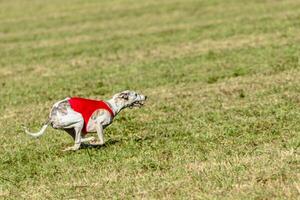 Whippet dog running in a red jacket on coursing field photo