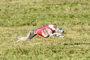 Whippet dog running in a red jacket on coursing field photo
