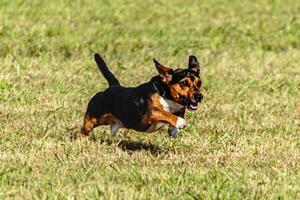 Dog running and chasing coursing lure on field photo
