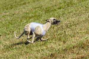 Whippet dog running in white jacket on coursing field photo