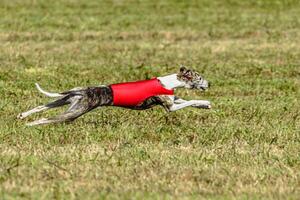 Whippet dog running in a red jacket on coursing field photo