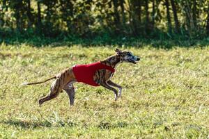 Whippet dog running in a red jacket on coursing field photo