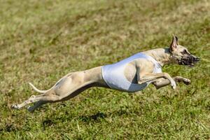 Whippet dog running in white jacket on coursing field photo
