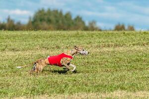 Whippet dog running in a red jacket on coursing field photo