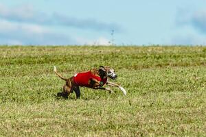 Whippet dog running in a red jacket on coursing field photo