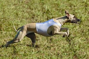 Whippet dog running in white jacket on coursing field photo