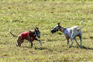 Whippet dogs running in a red and white jacket on coursing field photo