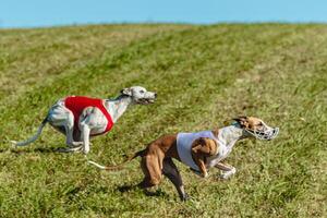 Whippet dogs running in a red and white jacket on coursing field photo