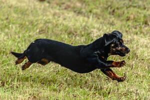 Dog running and chasing coursing lure on field photo