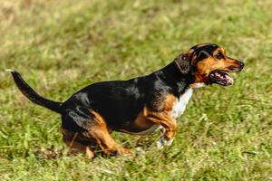 Dog running and chasing coursing lure on field photo