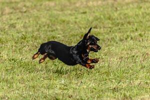Dog running and chasing coursing lure on field photo