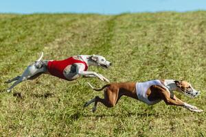 Whippet dogs running in a red and white jacket on coursing field photo