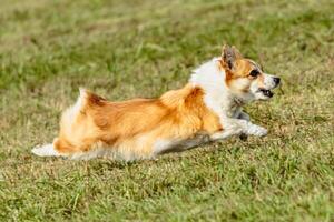 Dog running and chasing coursing lure on field photo