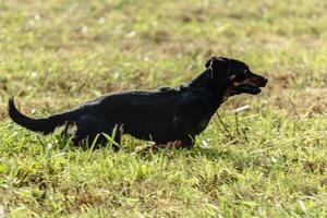 Dog running and chasing coursing lure on field photo