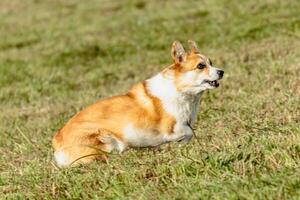Dog running and chasing coursing lure on field photo