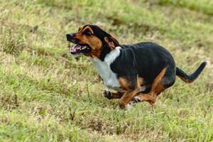 Dog running and chasing coursing lure on field photo