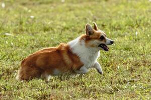 Dog running and chasing coursing lure on field photo