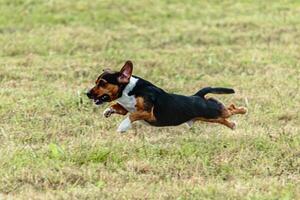 Dog running and chasing coursing lure on field photo