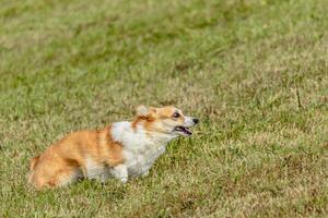 Dog running and chasing coursing lure on field photo